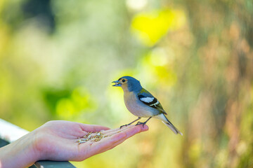 chaffinch eats food from hand in Madeira
