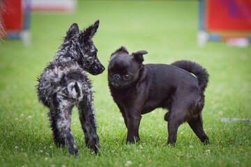 Dogs are playing outside in the grass. He is so crazy dog on trip.
