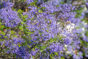Obraz premium Jacaranda flowers blooming in Madeira