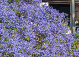 Jacaranda flowers blooming in Madeira