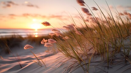 Close Up of Grasses at the Beach. Sunset View