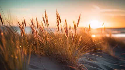 Close Up of Grasses at the Beach. Sunset View