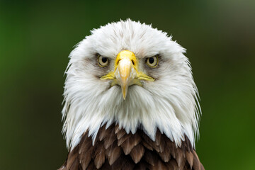 Naklejka premium Portrait of an Bald eagle or American eagle (Haliaeetus leucocephalus) in the Netherlands