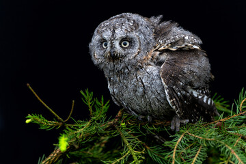 Eurasian scops owl (Otus scops) also known as the European scops owl or scops owl sitting on a branch in the Netherlands