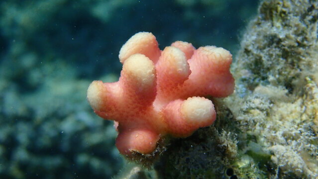Stony coral Hood coral or Smooth cauliflower coral, pistillate coral (Stylophora pistillata) undersea, Red Sea, Egypt, Sharm El Sheikh, Nabq Bay
