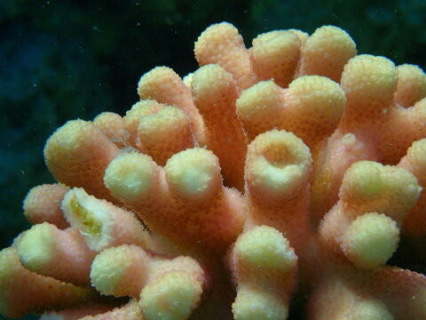 Stony coral Hood coral or Smooth cauliflower coral, pistillate coral (Stylophora pistillata) undersea, Red Sea, Egypt, Sharm El Sheikh, Nabq Bay