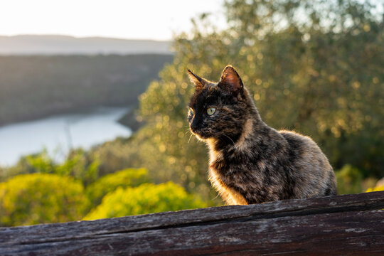 Indiviueller Urlaub auf Sardinien, Italien: Die schöne Region um den Cedrino Stausee, bei Dorgali, Lago del Cedrino, Natur und Erholung pur - Katze im Gegenlicht