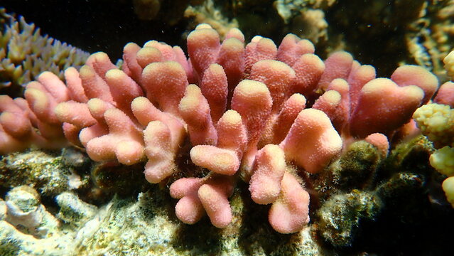 Stony coral Hood coral or Smooth cauliflower coral, pistillate coral (Stylophora pistillata) undersea, Red Sea, Egypt, Sharm El Sheikh, Nabq Bay