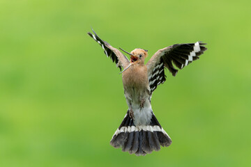 Eurasian hoopoe (Upupa epops) flying while searching for food in a meadow in the Netherlands © henk bogaard