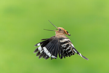 Eurasian hoopoe (Upupa epops) flying while searching for food in a meadow in the Netherlands © henk bogaard
