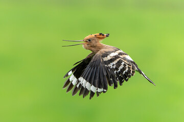 Eurasian hoopoe (Upupa epops) flying while searching for food in a meadow in the Netherlands