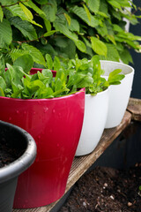 different herb plants growing in pots, eco home gardening