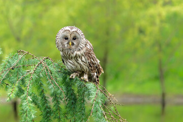 Ural owl (Strix uralensis) perching on a branch in Gelderland in the Netherlands.