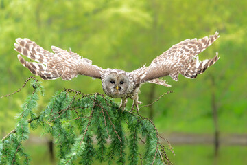 Ural owl (Strix uralensis) flying in the meadow in Gelderland in the Netherlands