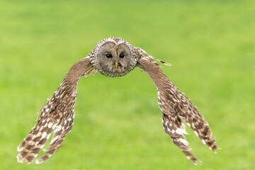 Ural owl (Strix uralensis) flying in the meadow in Gelderland in the Netherlands