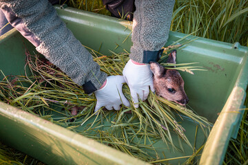 Rehkitzrettung durch die Jäger, bevor die Wiese gemäht wird, Kitze werden mit Handschuhen und Gras ausserhalb der Wiese gelegt. - obrazy, fototapety, plakaty