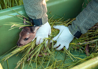 Rehkitzrettung durch die Jäger, bevor die Wiese gemäht wird, Kitze werden mit Handschuhen und...