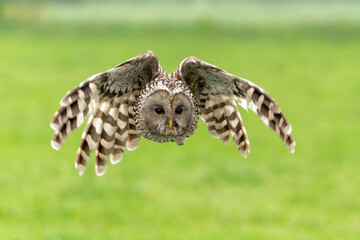 Ural owl (Strix uralensis) flying in the meadow in Gelderland in the Netherlands