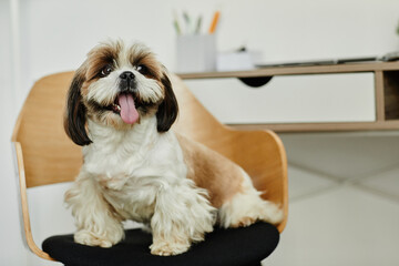 Portrait of cute long haired Shih Tzu puppy looking at camera sitting on chair, copy space