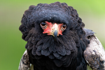 Portrait of a Bateleur Eagle (Terathopius ecaudatus) in Gelderland in the Netherlands