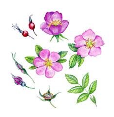 Watercolor rosehip flowers, buds, leaves and rosehip berries. Botanical illustration with hand drawn watercolor rosehip flowers can be use as print, postcard, invitation, textile design, labels.