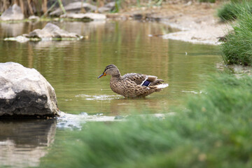 Fototapeta premium Wild birds on the shore of the reservoir. Duck. Close up.