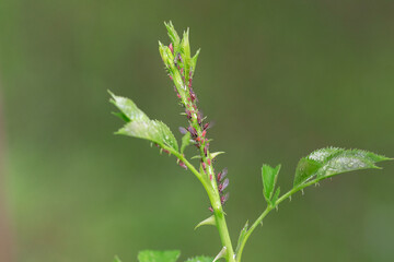 Infestation of Aphids, a lot of aphids and bugs all on a rose branch
