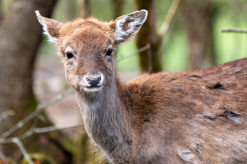 Fallow Deer (in german Damwild or Damhirsch) Dama dama