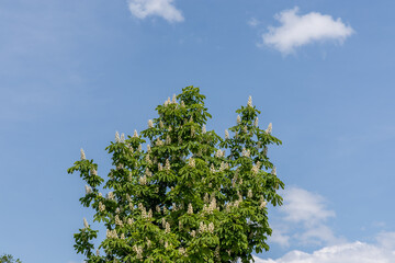 Kastanienblüte mit weißblauem Himmel