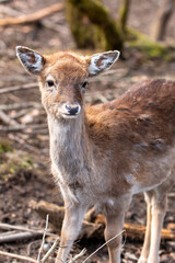 Fallow Deer (in german Damwild or Damhirsch) Dama dama