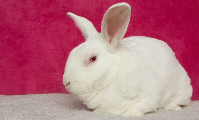 white bunny rabbit on a pink background side profile portrait