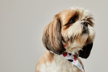 Portrait of cute long haired Shih Tzu puppy against white background