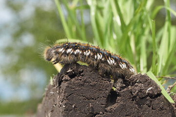 Caterpillar of a large butterfly of the cocoonweaver family - Herbal cocoonweaver (lat. Euthrix potatoria). Spring.