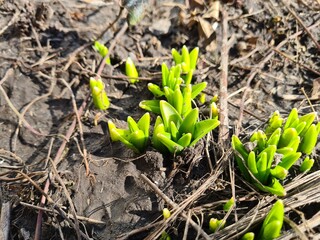 Fresh Green Shoots Emerging from the Soil
