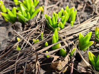 Fresh Green Shoots Emerging from the Soil
