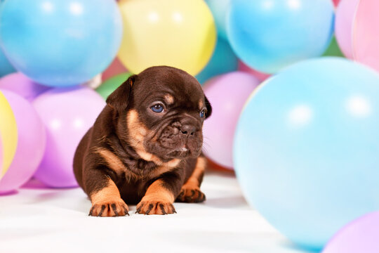 Tan French Bulldog dog puppy between colorful balloons