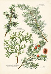 A sheet of antique botanical lithography from an old German book Krauterbuch, 1914 with images of plants. Copyright has expired on this artwork. Digitally restored.