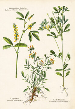 A sheet of antique botanical lithography from an old German book Krauterbuch, 1914 with images of plants. Copyright has expired on this artwork. Digitally restored.
