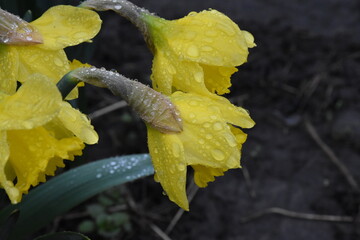 the blooming narcissus flowers and green leaves