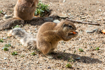 African ground squirrels (in german Afrikanische Borstenhörnchen) Xerus