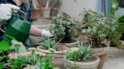 Woman gardener watering potted Pilea plant after transplant into new pot indoors. Concept of caring plants. Transplanting and growing flowers. Close-up in 4K, UHD