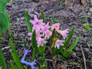 Blooming Hyacinth in Spring Garden
