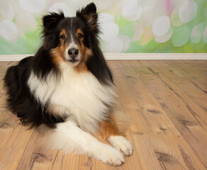 black brown and white shetland sheepdog puppy lying down portrait