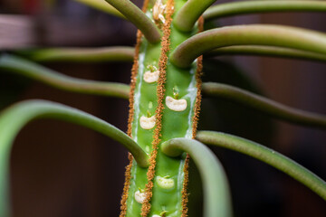 Euphorbia leuconeura Madagascar jewel - poisonous plant close up.