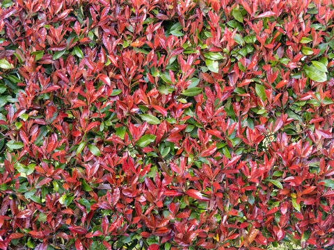 Photinia, aka Red Robin, hedge plant detail.
