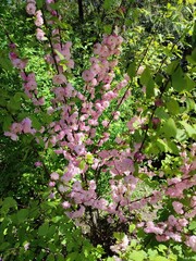 Sakura tree blooming with pink flowers in the garden in spring with good weather