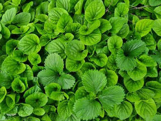 the background of green leaves and grass 