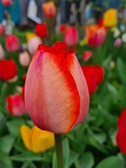 Timeless Tulips: A Colorful Symphony of Spring