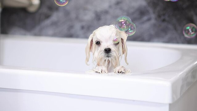 Cute wet white Maltese dog is bathing in the bathroom. Puppy in a beauty salon for dogs on grooming procedures.