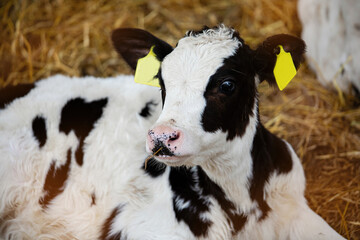 Young bulls and cows in the calf house on the farm in summer. © Studiomiracle